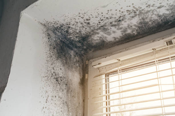 Affordable Mold Inspection And Testing solutions in New Vernon, NJ
